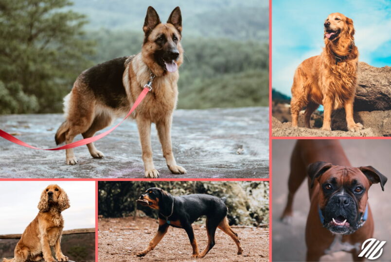 Top 10 Popular Dog Breeds in Nepal