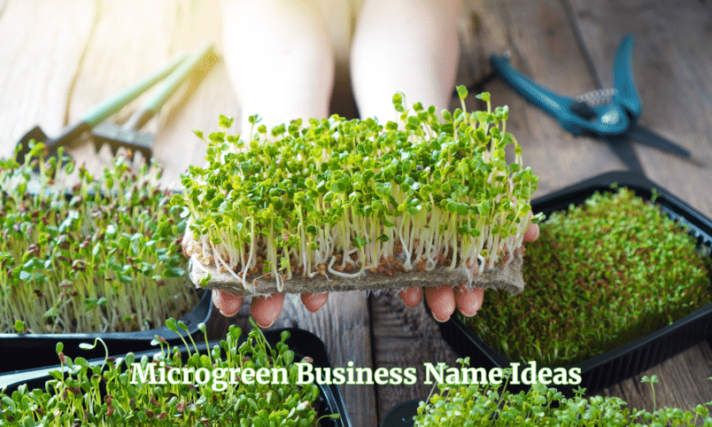 Microgreen Business Name Ideas
