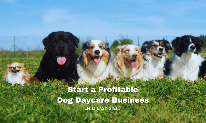 Start a Profitable Dog Daycare Business